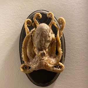 Dried/taxidermy octopus wall art